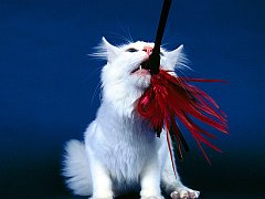 Got It!, Turkish Angora